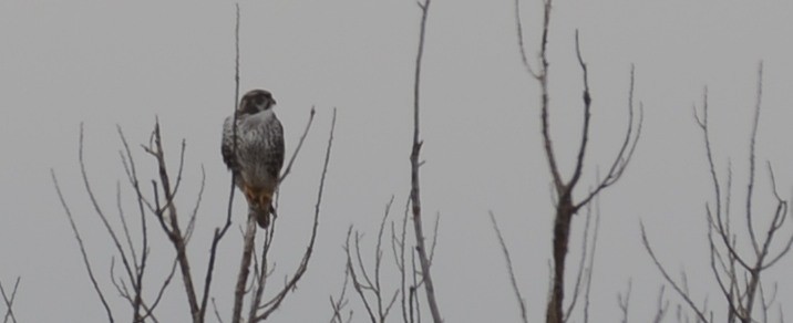 Prairie Falcon - Spencer Vanderhoof