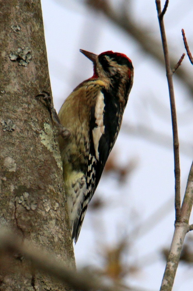 Yellow-bellied Sapsucker - Norm Lewis