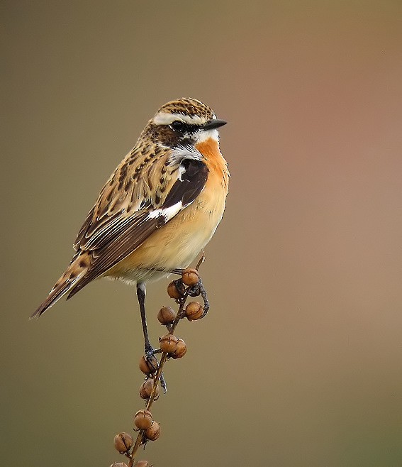 Whinchat - ML39520461