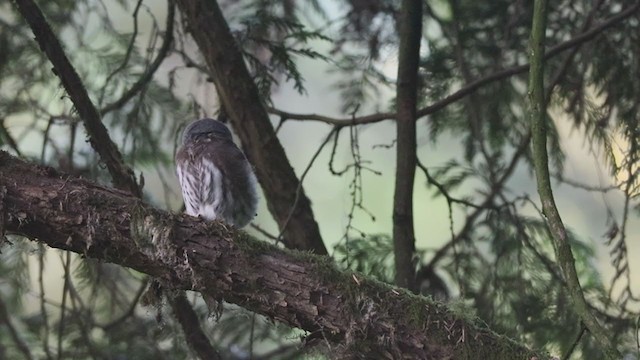 Northern Pygmy-Owl (Pacific) - ML395206661