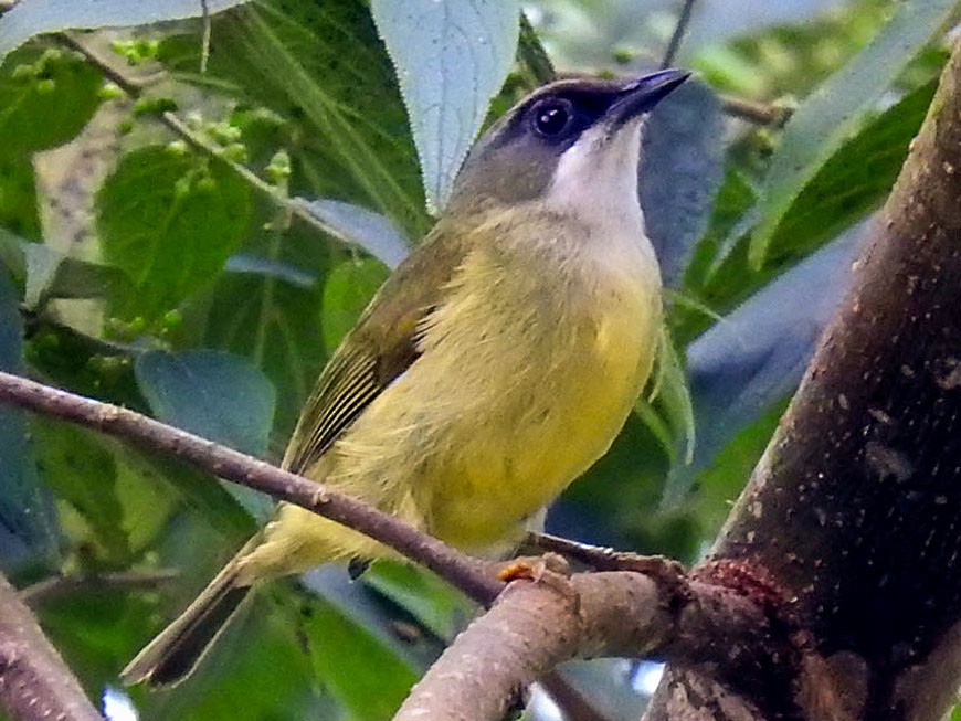 Mindanao White-eye - eBird