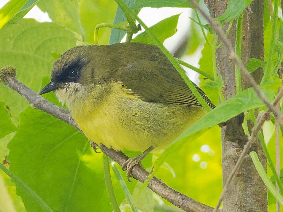 mindanao-white-eye-ebird