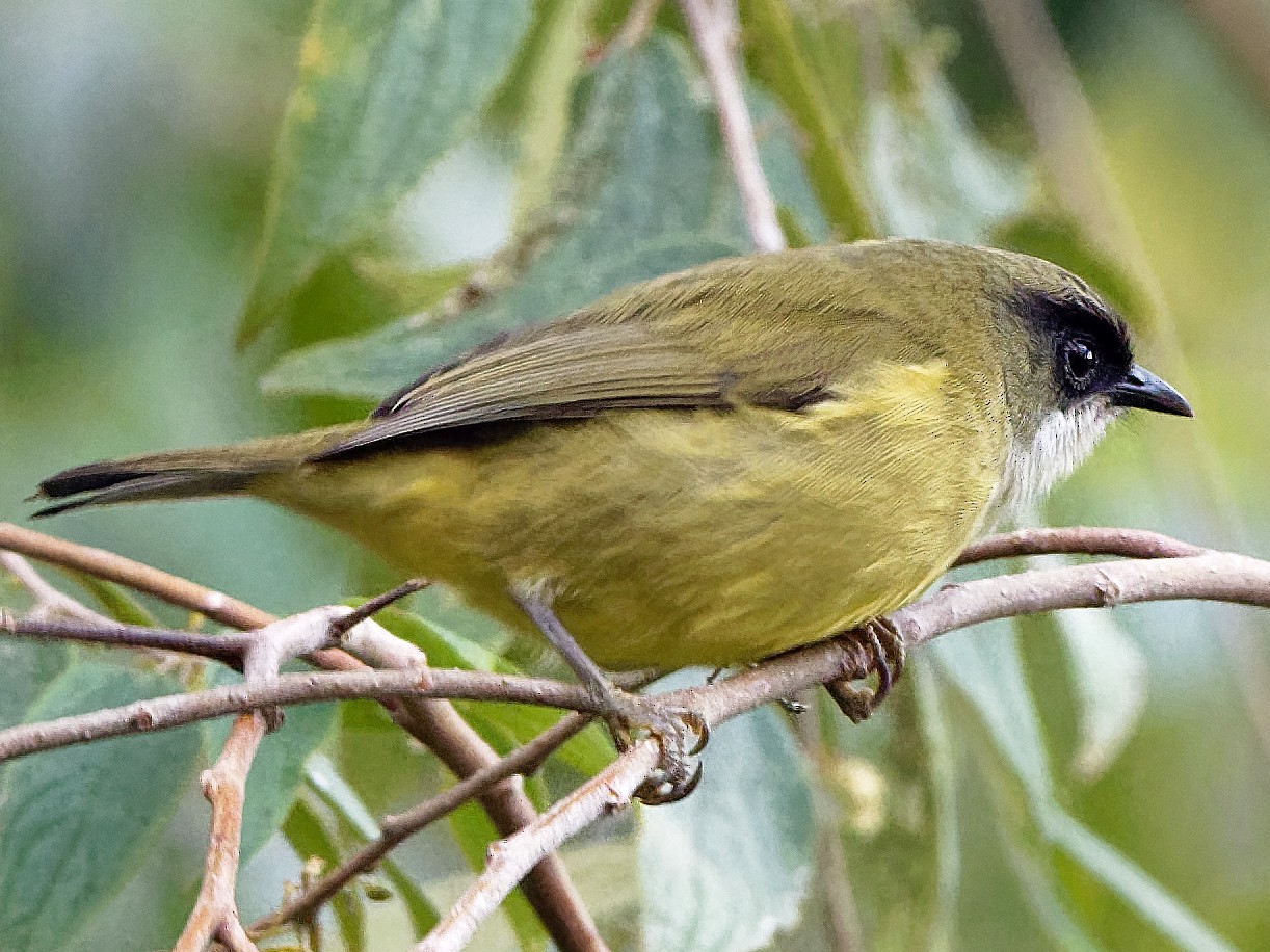 Mindanao White-eye - eBird