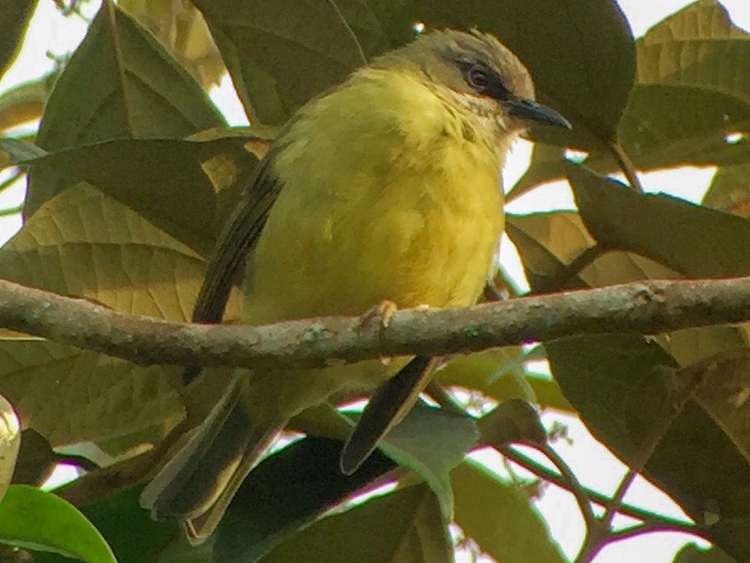 mindanao-white-eye-ebird