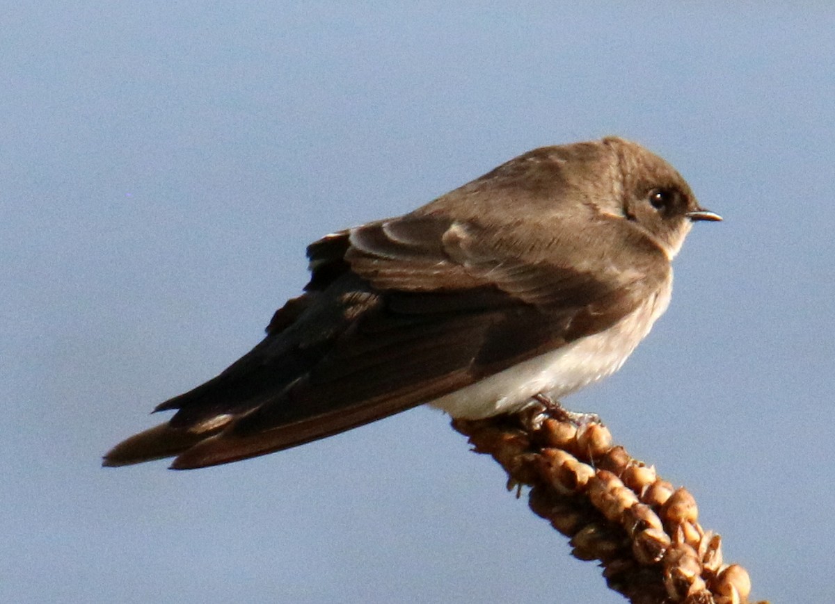 Northern Rough-winged Swallow - Norm Lewis
