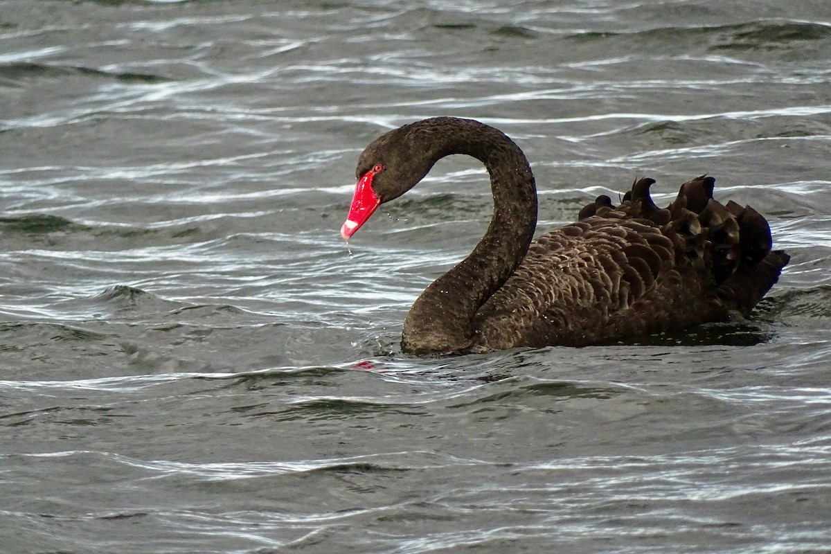 Black Swan - Gyorgy Szimuly