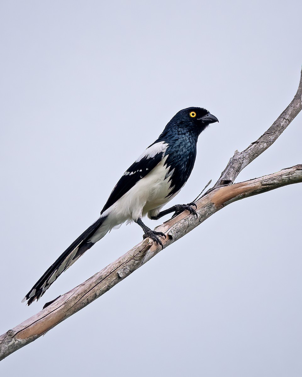 Magpie Tanager - ML395210521