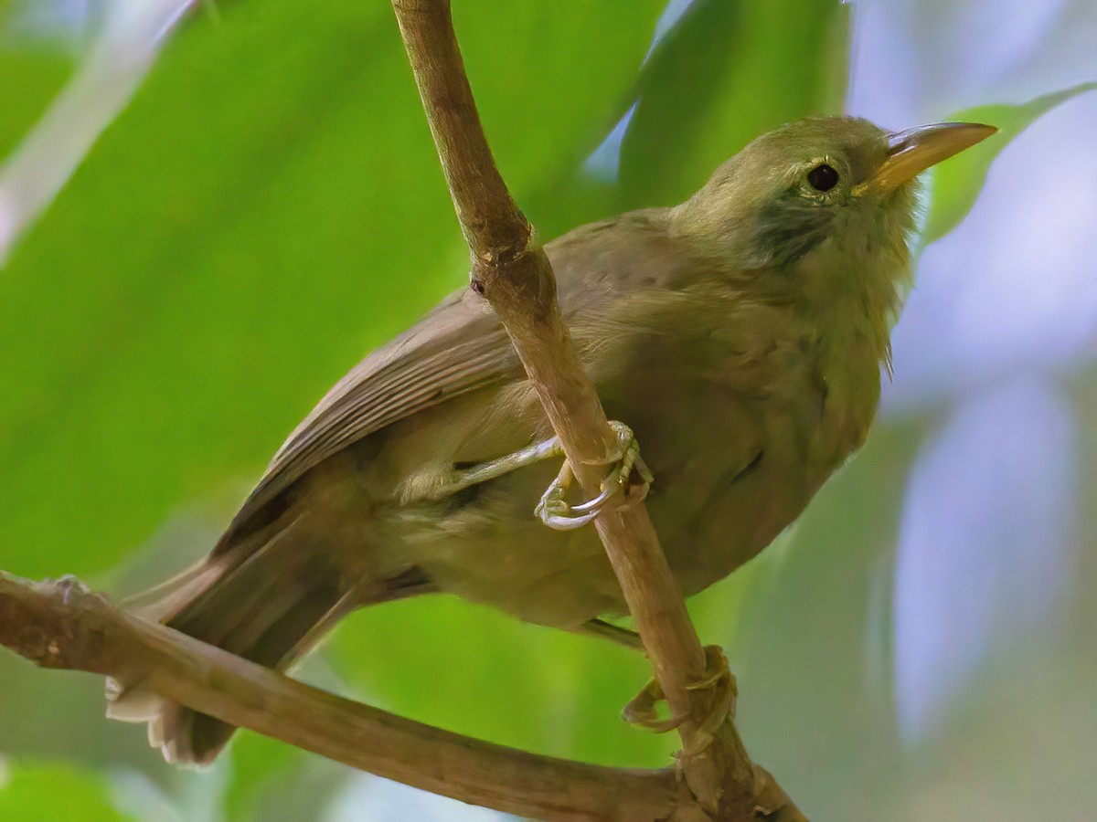 Giant White-eye - Megazosterops palauensis - Birds of the World