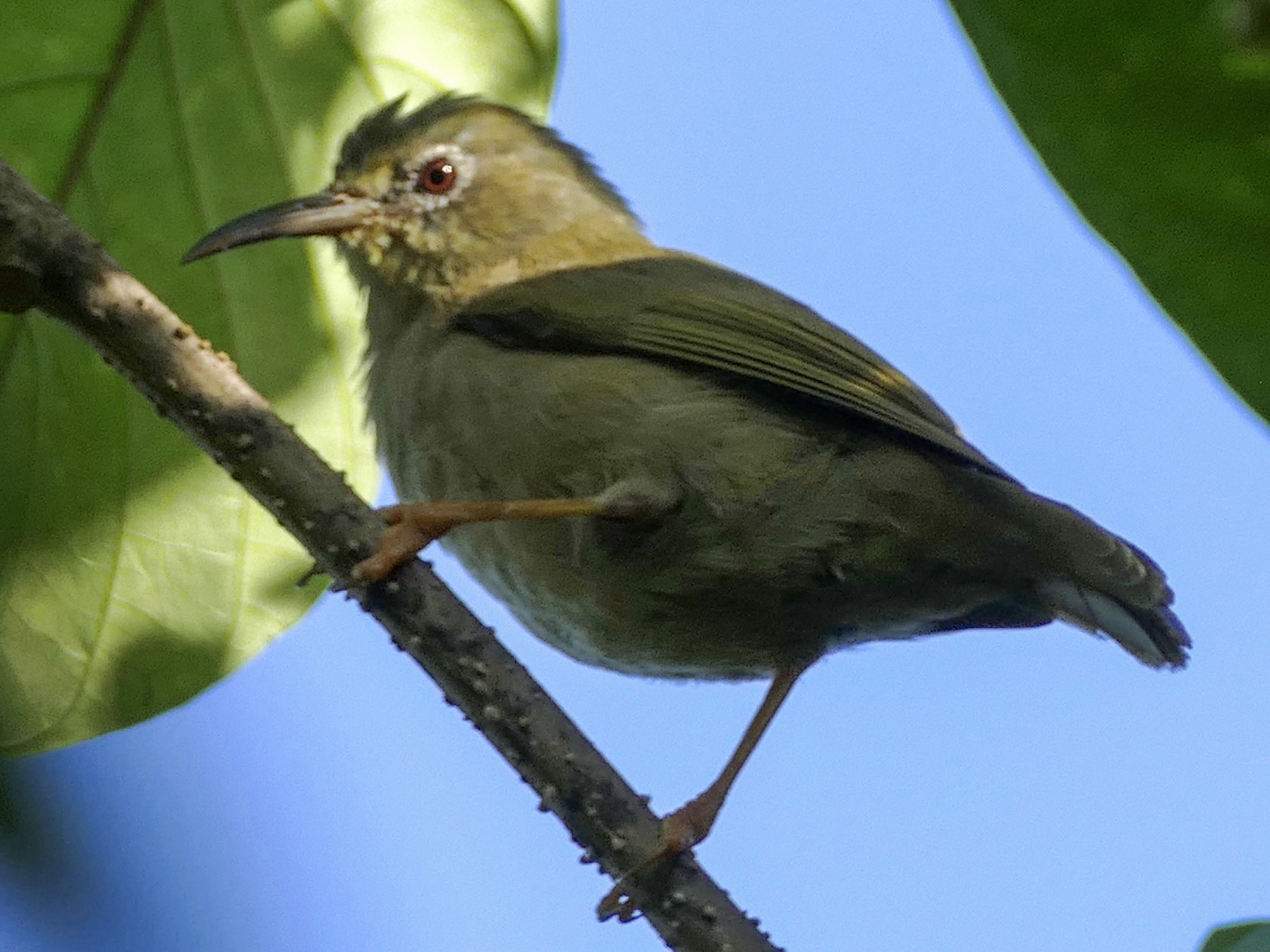 Long-billed White-eye - eBird