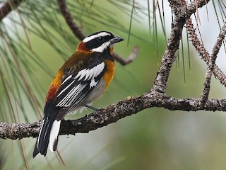 Macho adulto (Bahamas Green-backed) - Andrew Spencer - ML39521621