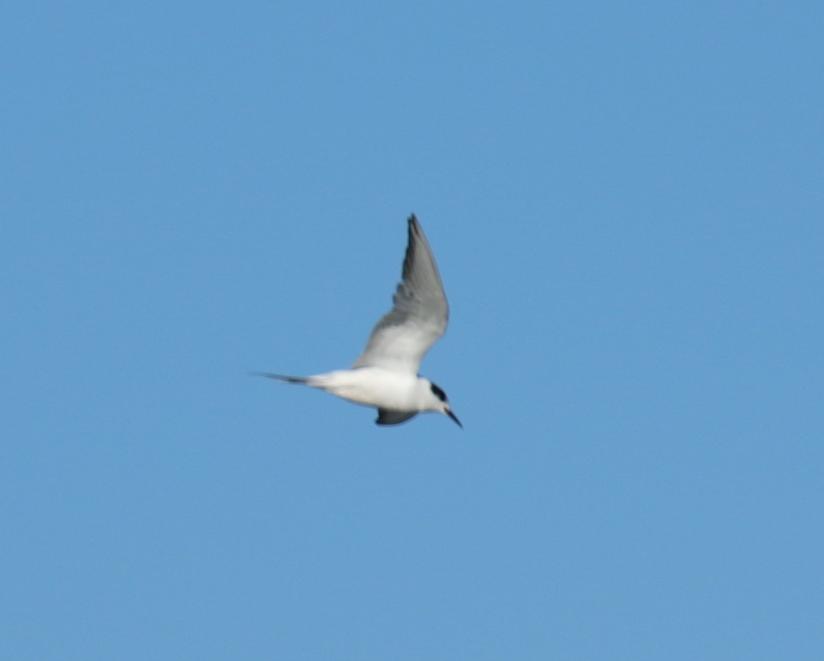 Common Tern - ML39521671