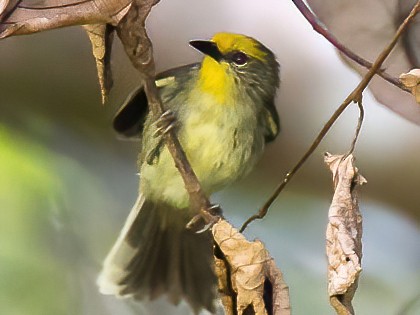 Golden-crowned Babbler - yann muzika