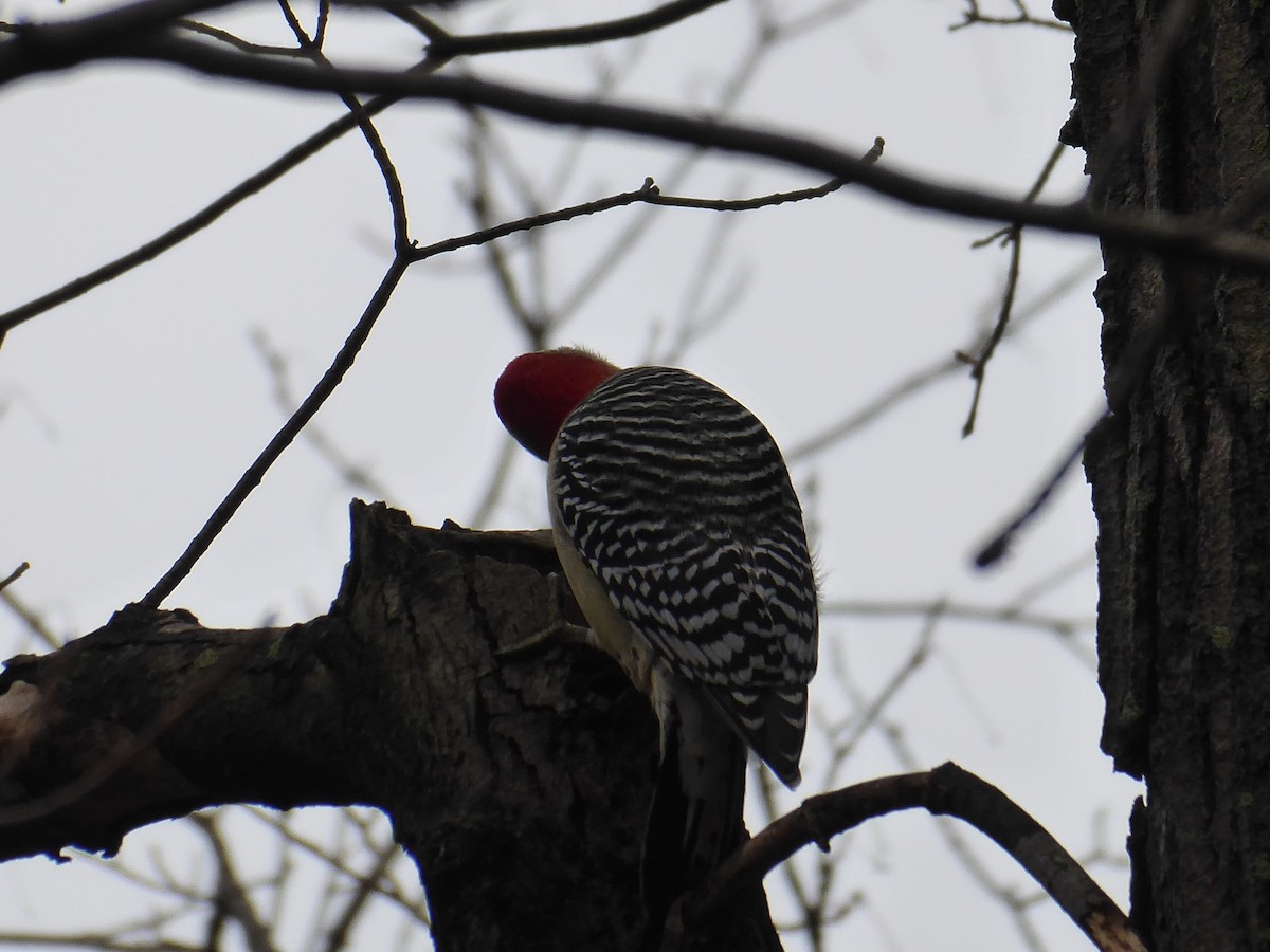 Red-bellied Woodpecker - ML395219621