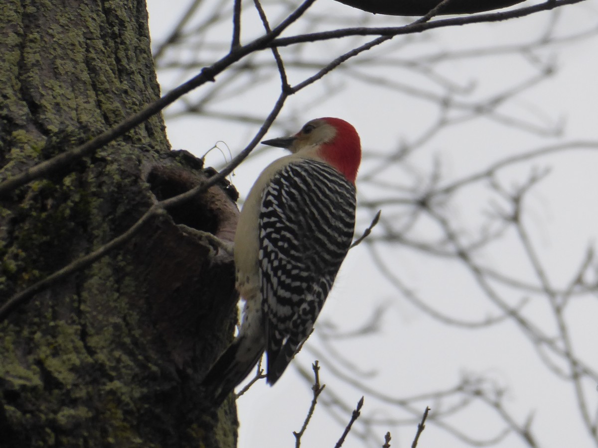 Red-bellied Woodpecker - ML395219671