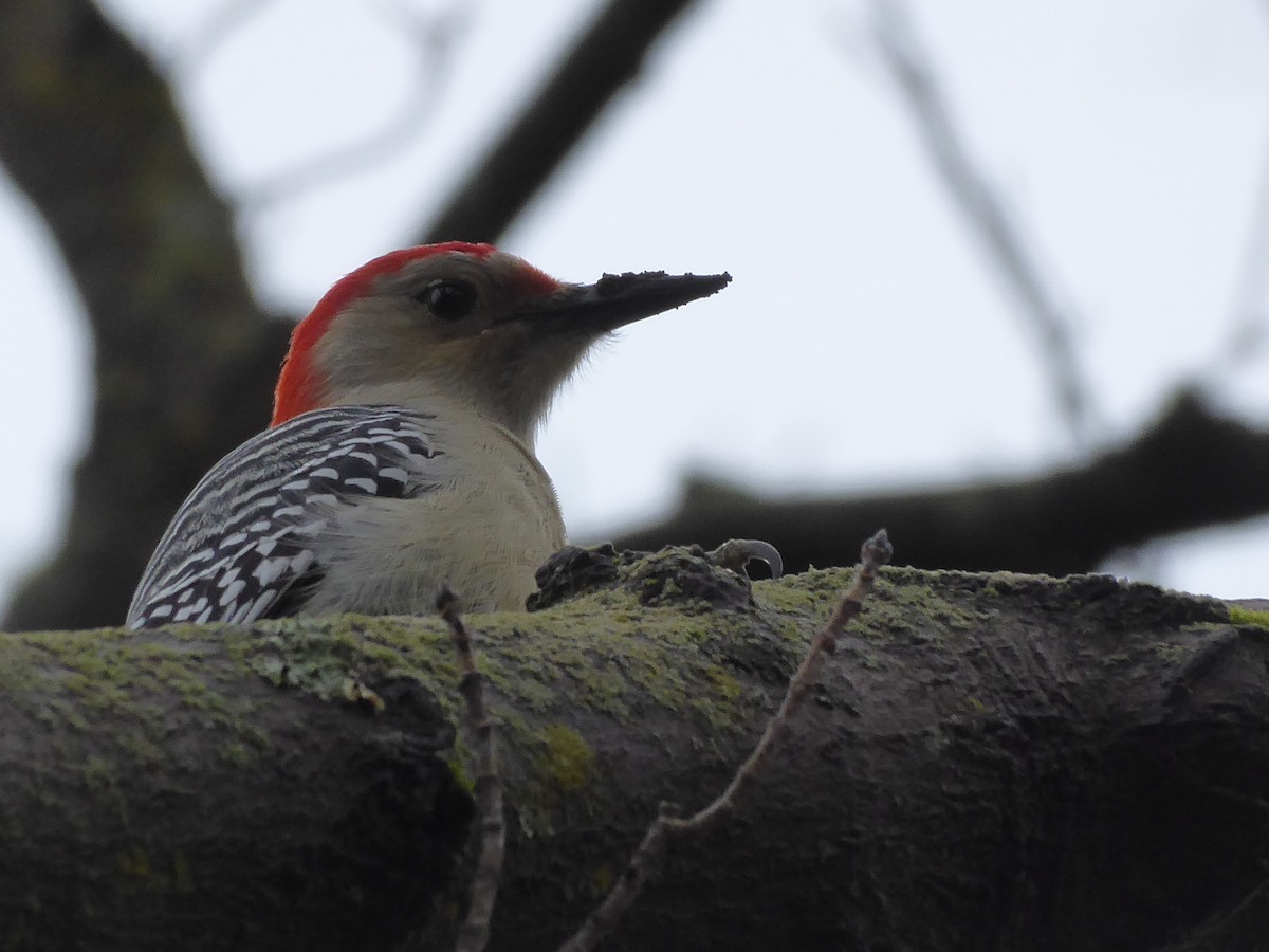 Red-bellied Woodpecker - ML395219781