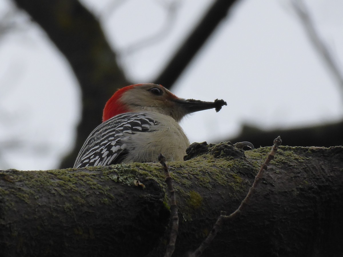 Red-bellied Woodpecker - ML395219821