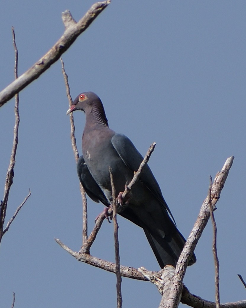 Scaly-naped Pigeon - ML395220831
