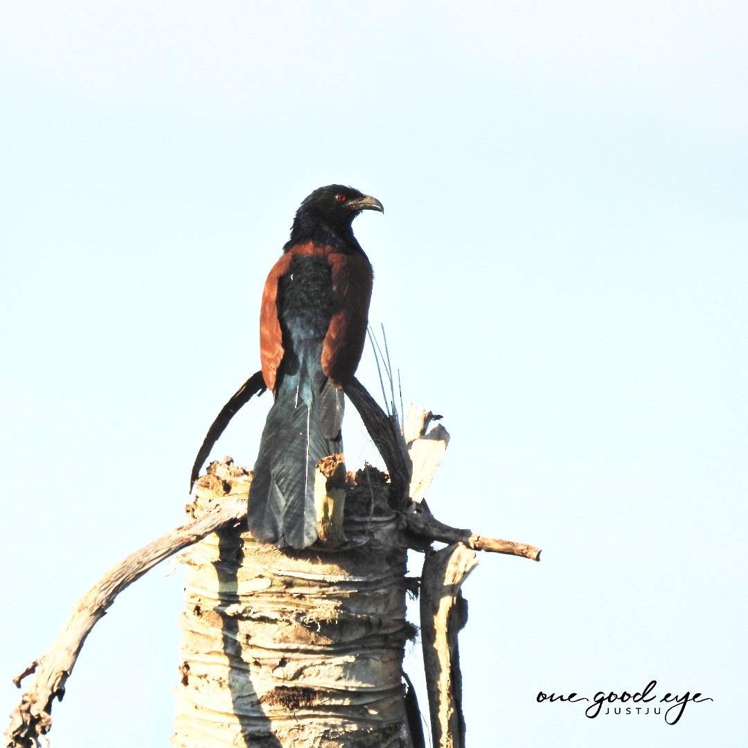 Greater Coucal - juliana low
