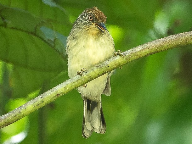 Rusty-crowned Babbler - Forest Botial-Jarvis