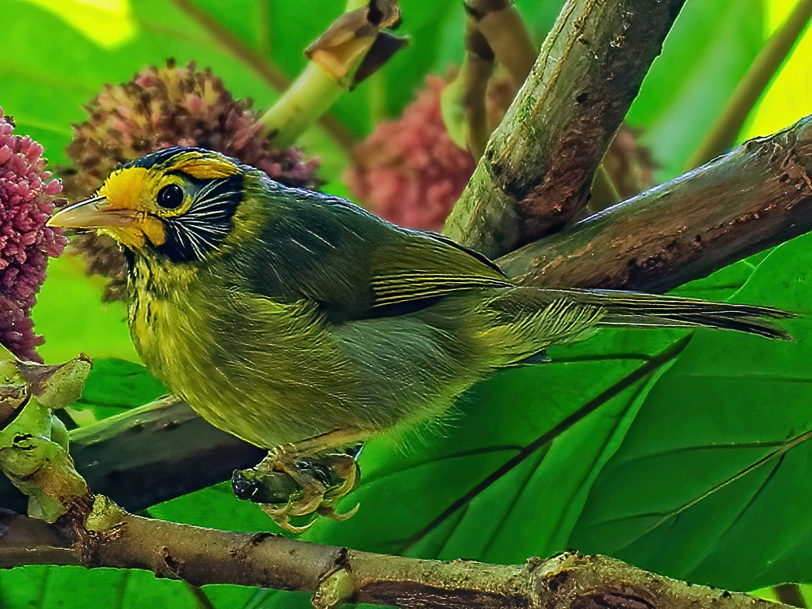 Flame-templed Babbler - Stephen Albano