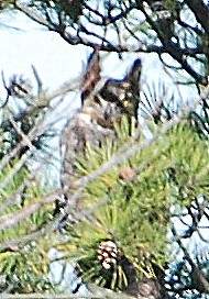 Great Horned Owl - ML39522711