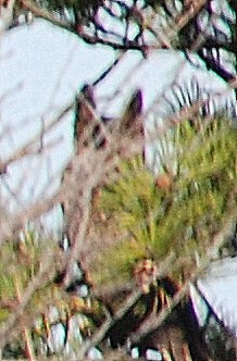 Great Horned Owl - ML39522741