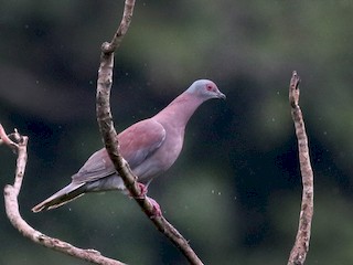  - Pale-vented Pigeon