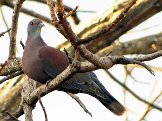  - Pale-vented Pigeon
