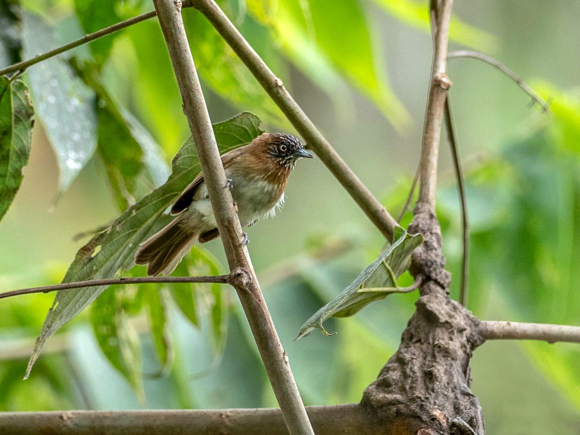 Mindanao Pygmy-Babbler - Forest Botial-Jarvis