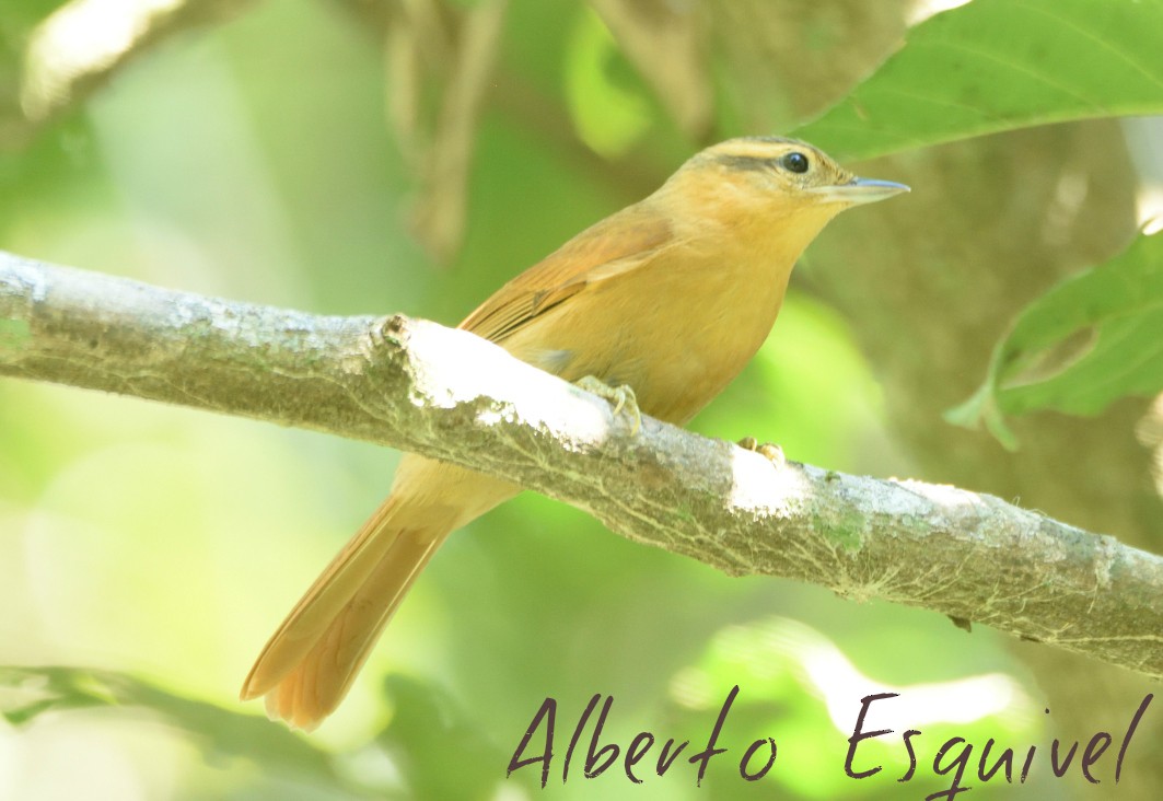 Ochre-breasted Foliage-gleaner - Alberto Esquivel Wildlife PY