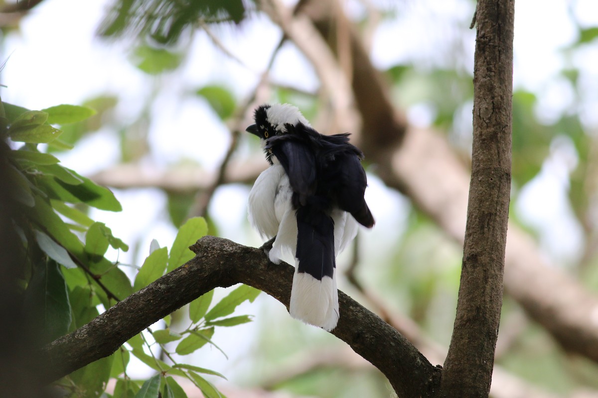 Tufted Jay - Nathan Pieplow