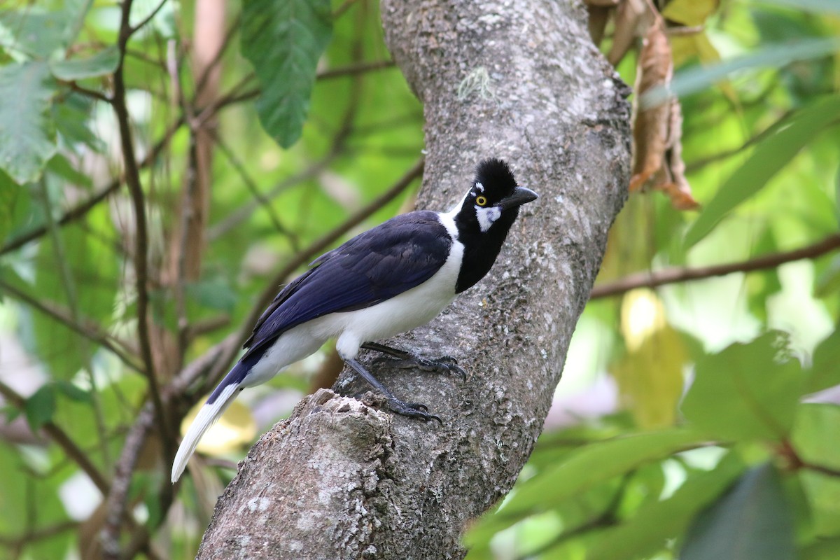 Tufted Jay - Nathan Pieplow
