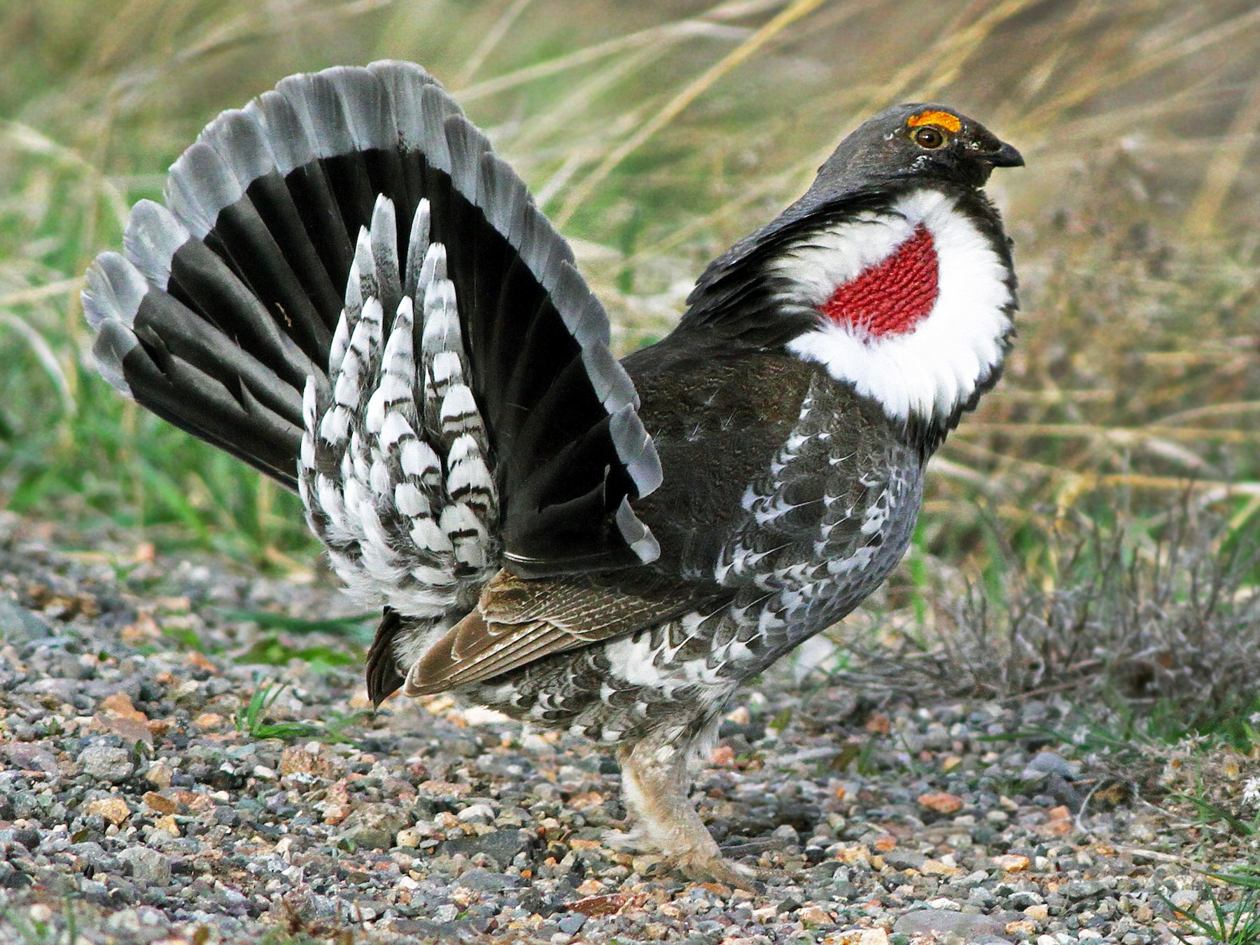 Dusky Grouse - Andrew Spencer