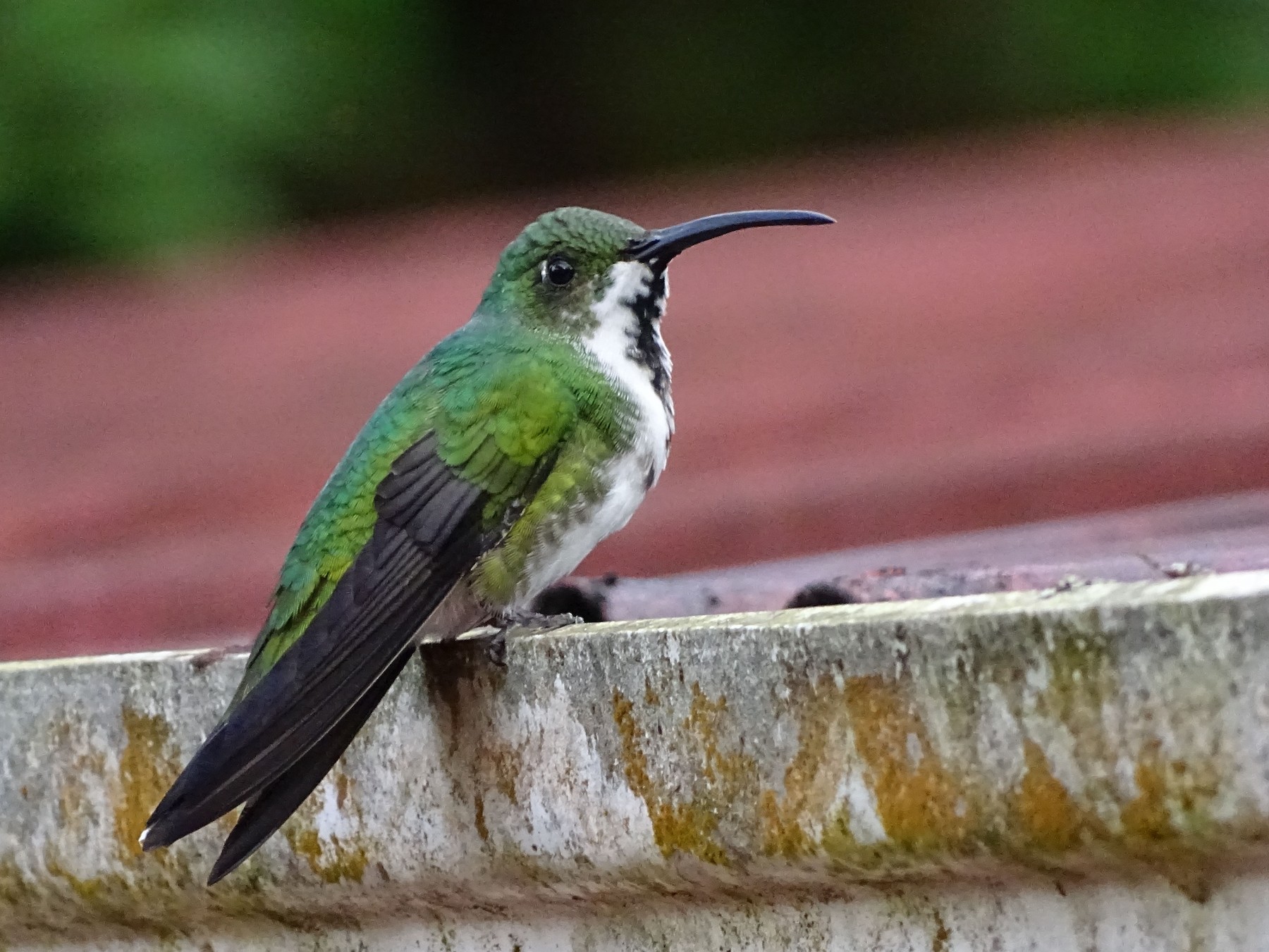 Green-breasted Mango - Thomas Turner