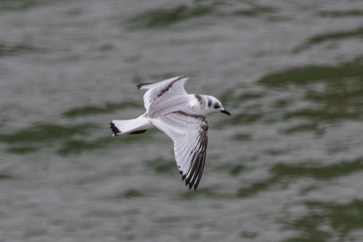 Mouette tridactyle - ML395235291