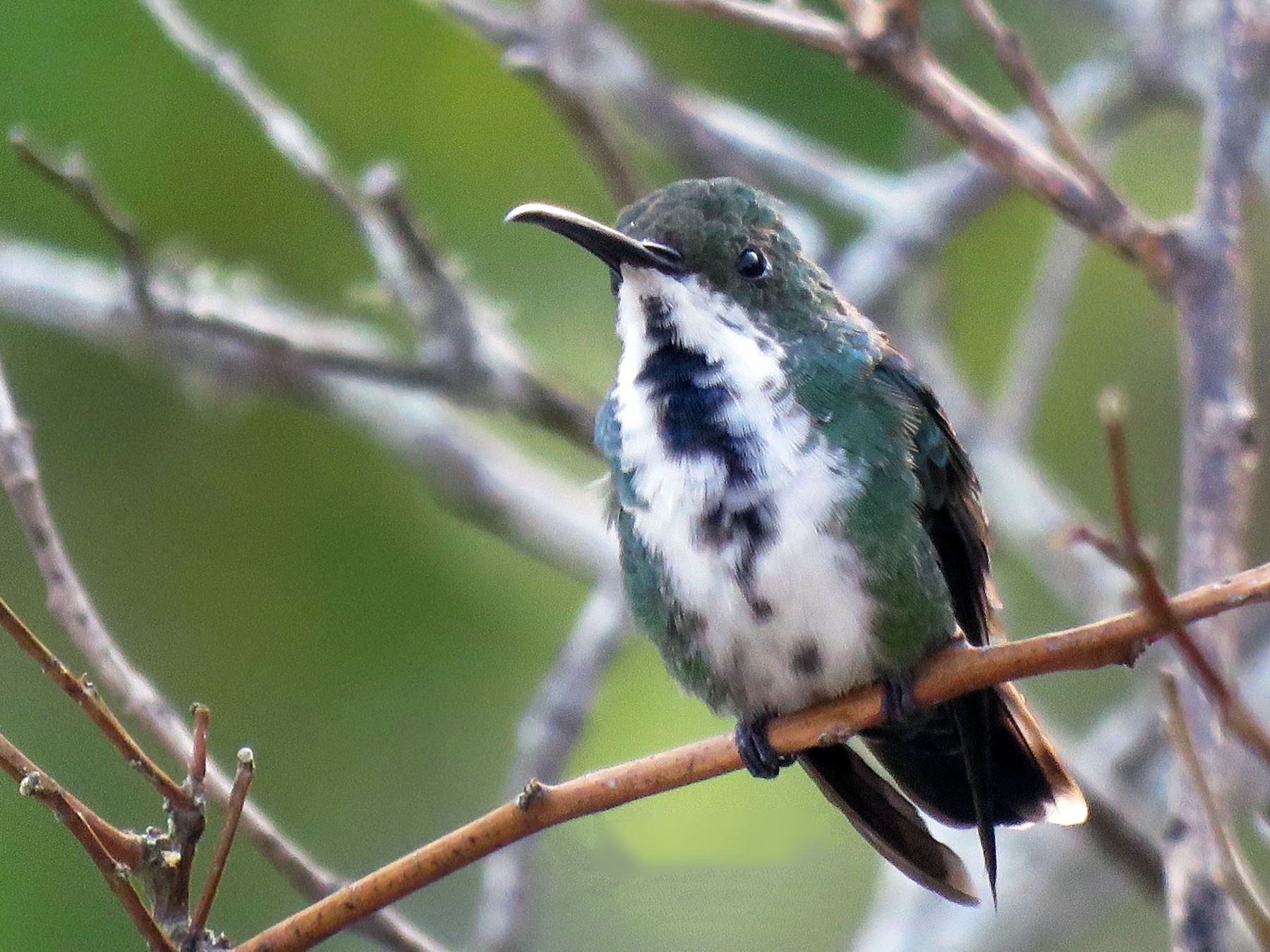 Green-breasted Mango - Enma Pescador