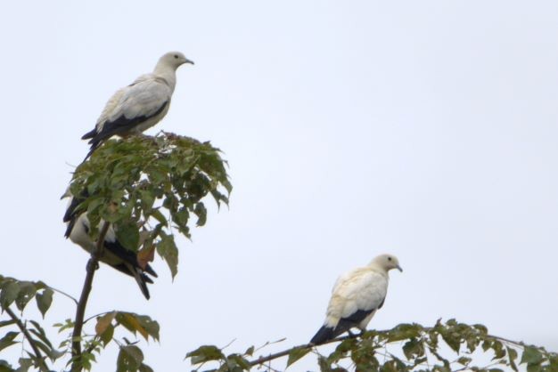 Pied Imperial-Pigeon - ML395238481