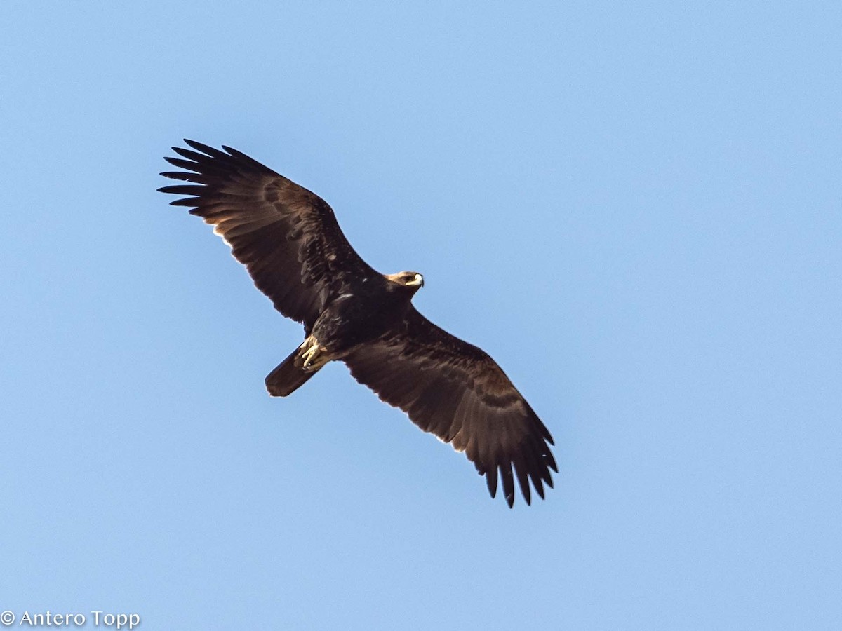 Lesser Spotted Eagle - Antero Topp