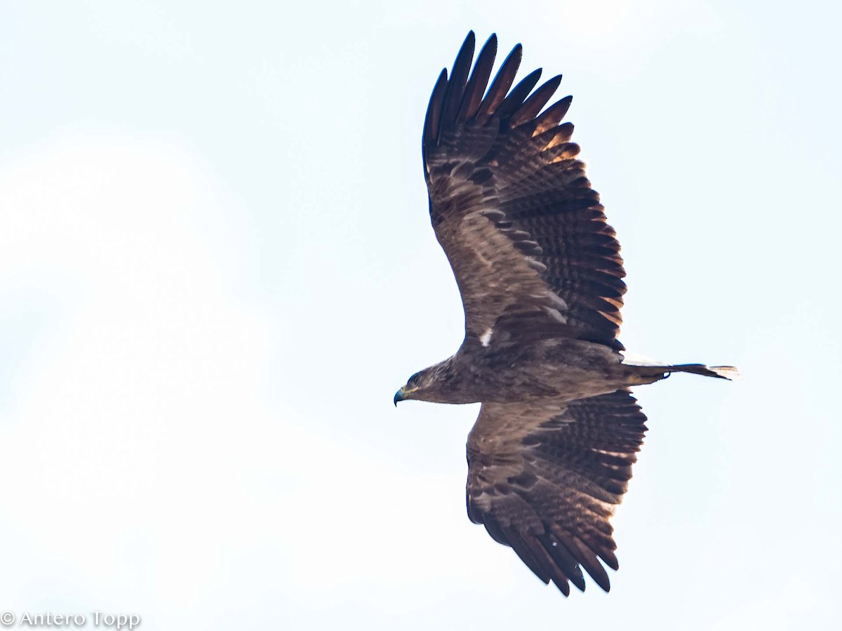 Tawny Eagle - Antero Topp
