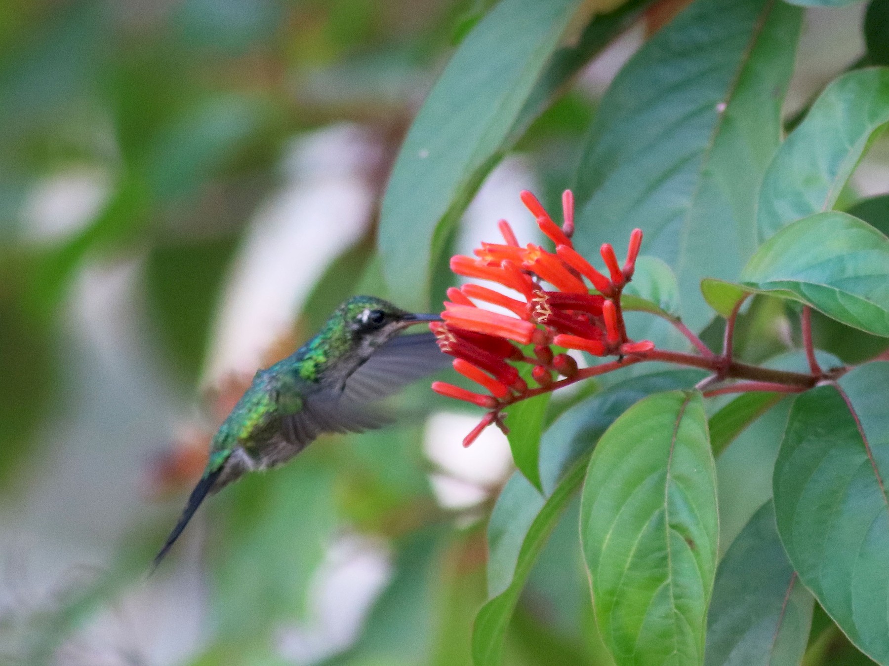 Cozumel Emerald - eBird