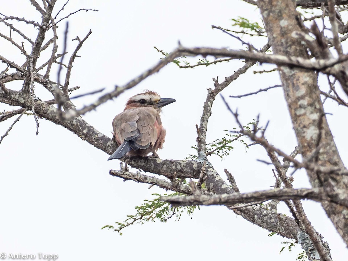 Rufous-crowned Roller - Antero Topp