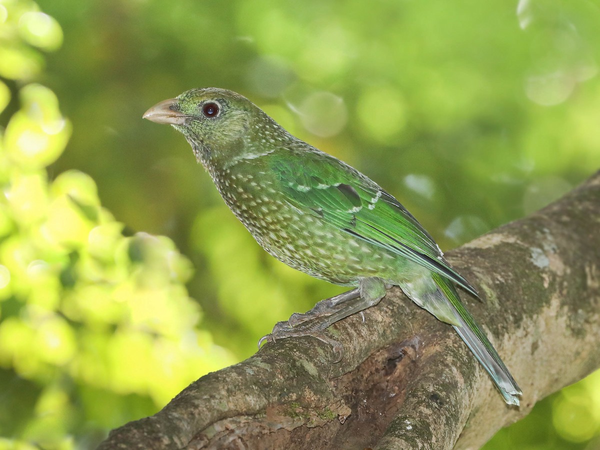 Green Catbird - Ailuroedus crassirostris - Birds of the World