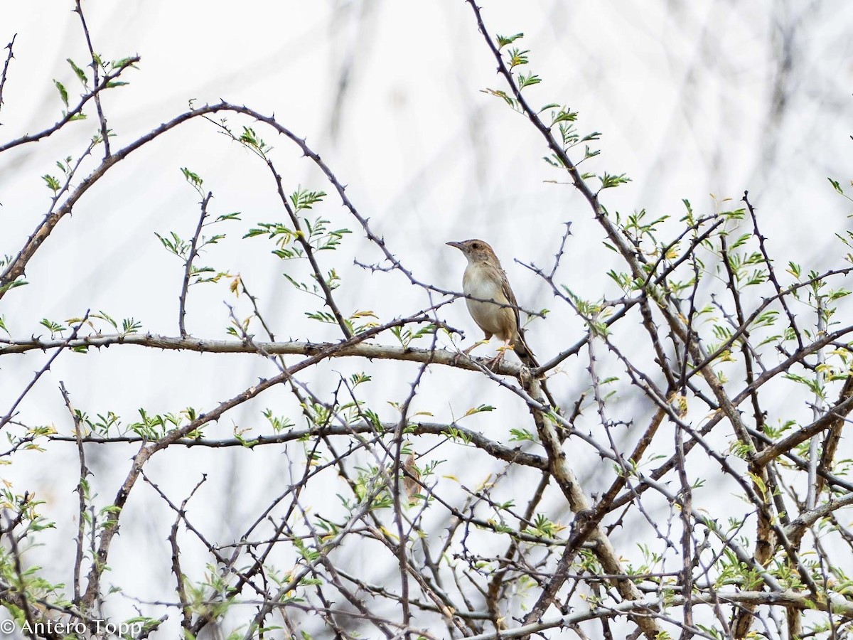 Red-fronted Prinia - ML395242001