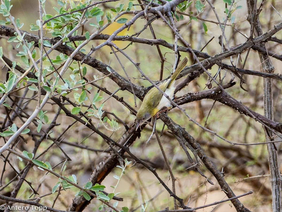 Yellow-breasted Apalis - ML395242361