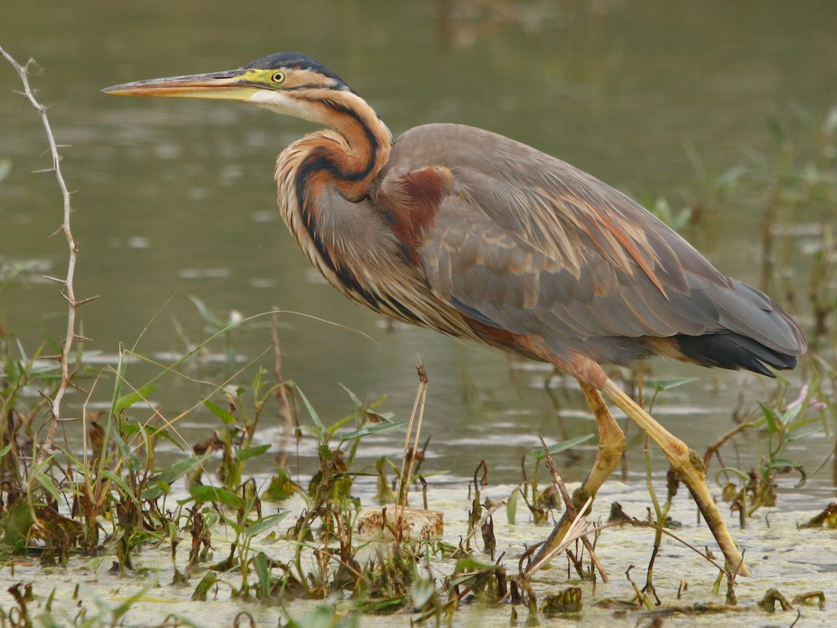 Purple Heron Ardea Purpurea Birds Of The World