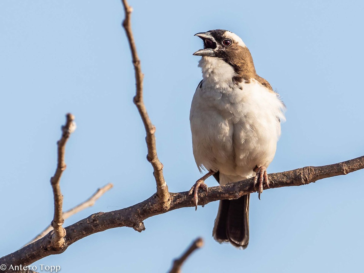 White-browed Sparrow-Weaver - Antero Topp