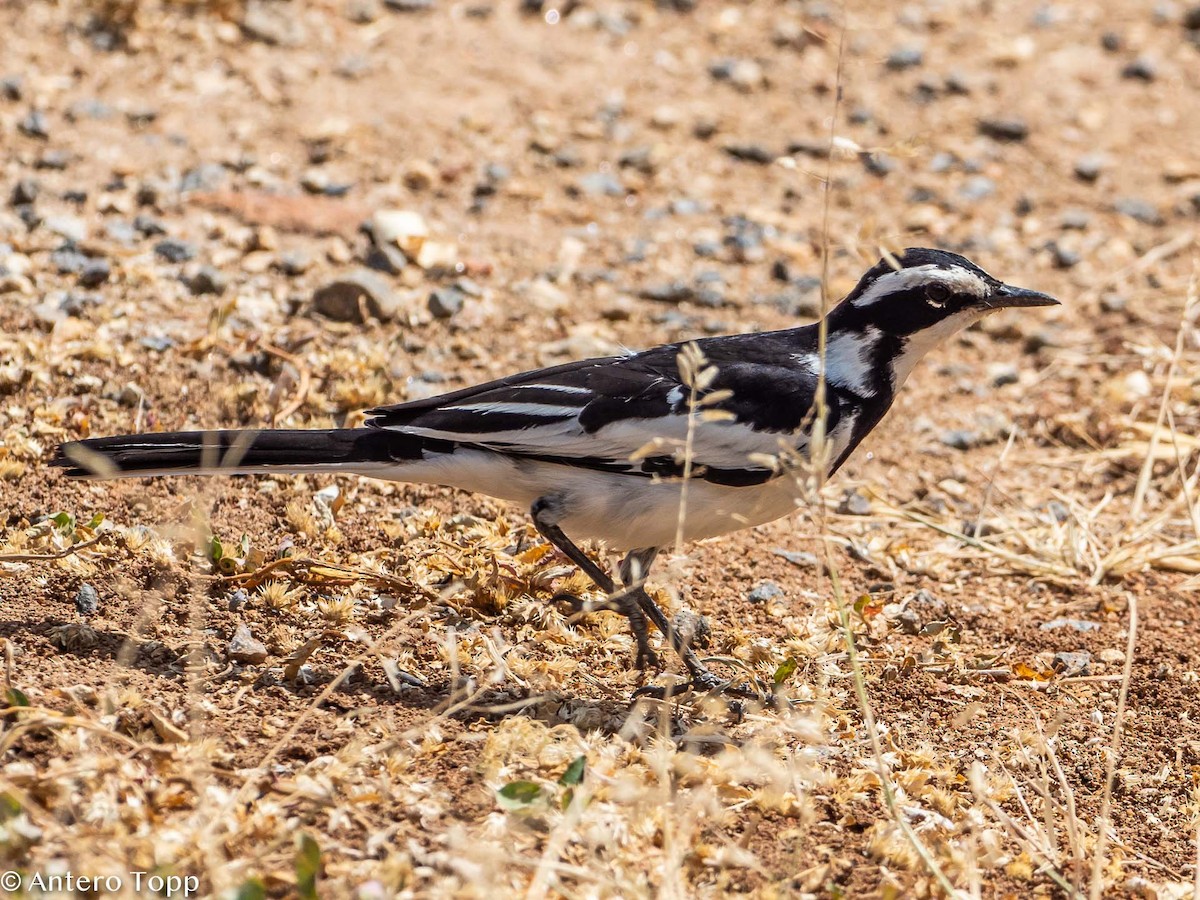 African Pied Wagtail - ML395243261