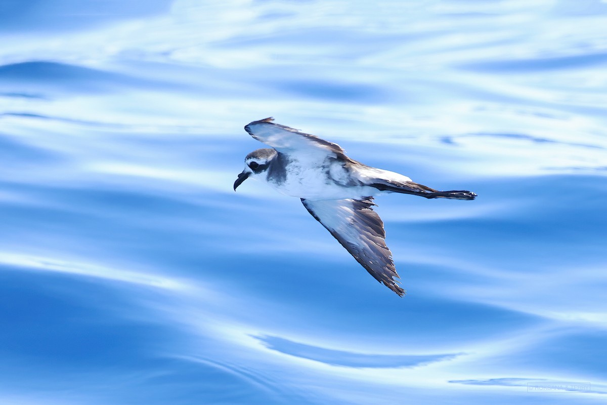 White-faced Storm-Petrel - ML395245941
