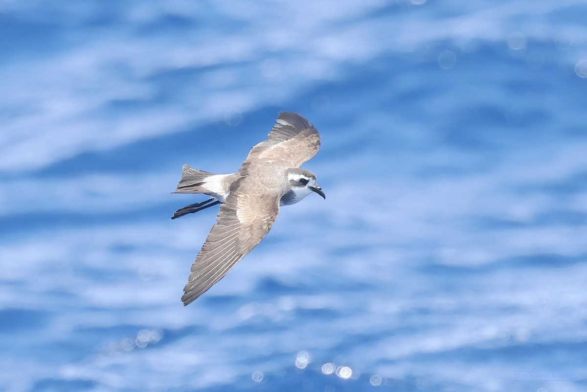 White-faced Storm-Petrel - ML395246051