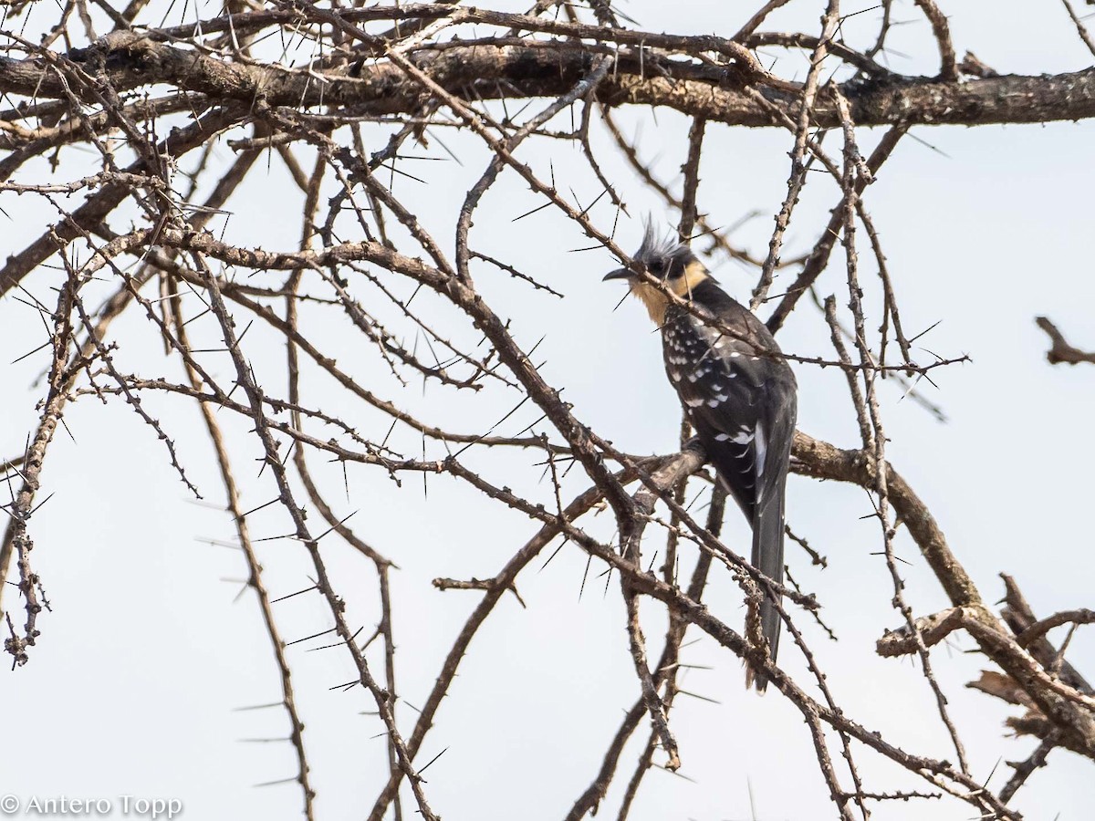 Great Spotted Cuckoo - Antero Topp